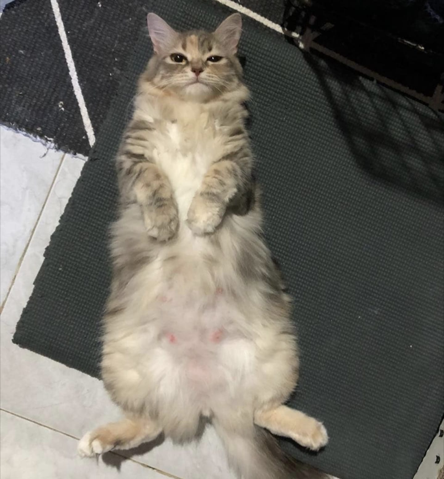 Kucing Hamil Umur Berapa