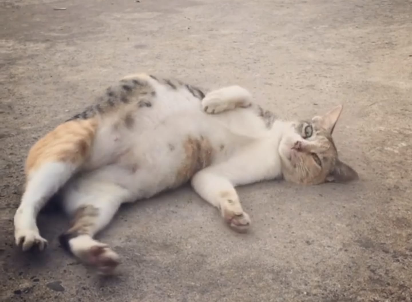 Kucing Hamil Umur Berapa