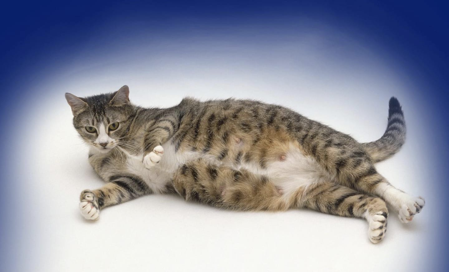 Kucing Hamil Umur Berapa