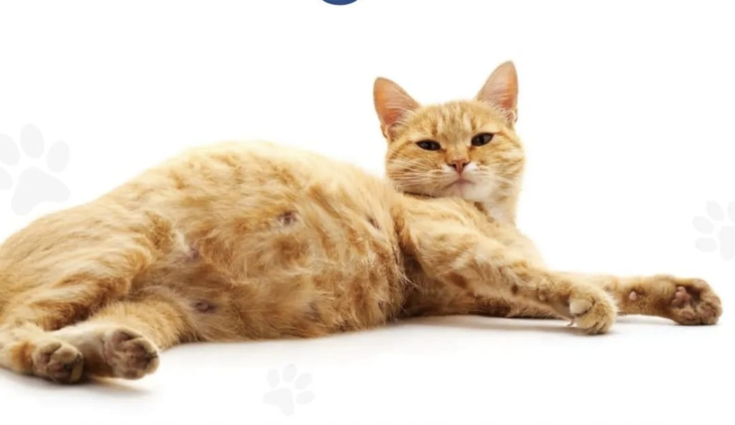 Kucing Hamil Umur Berapa