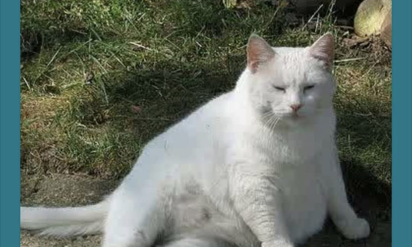 Kucing Hamil Umur Berapa