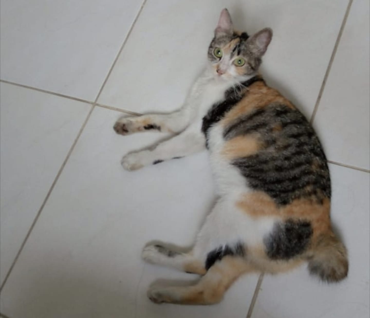 Kucing Hamil Umur Berapa