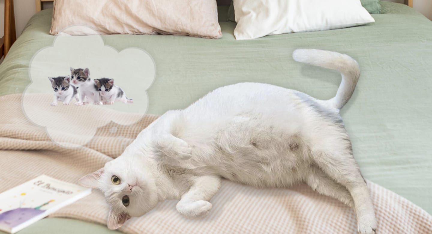 Kucing Hamil Umur Berapa