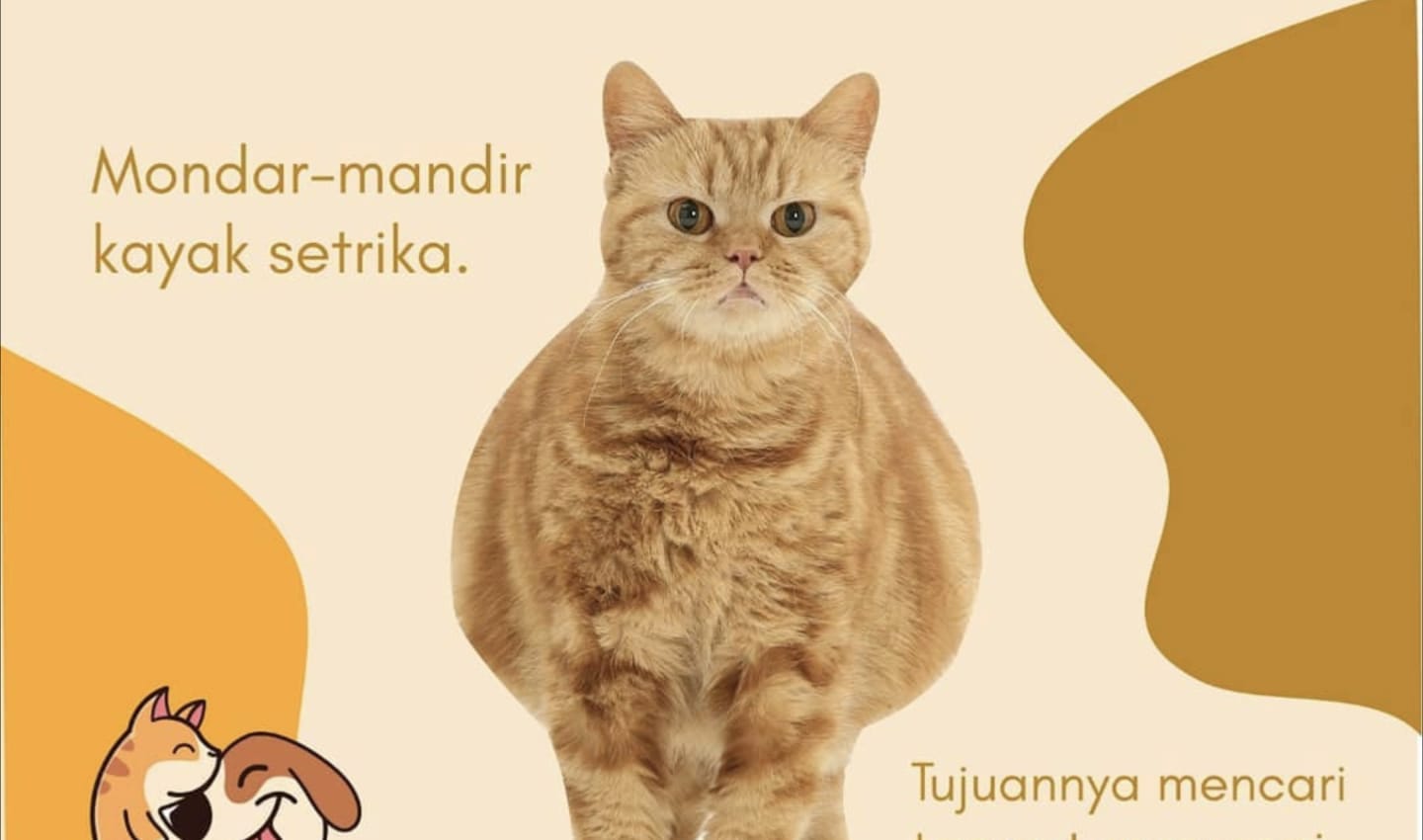 Kucing Hamil Umur Berapa