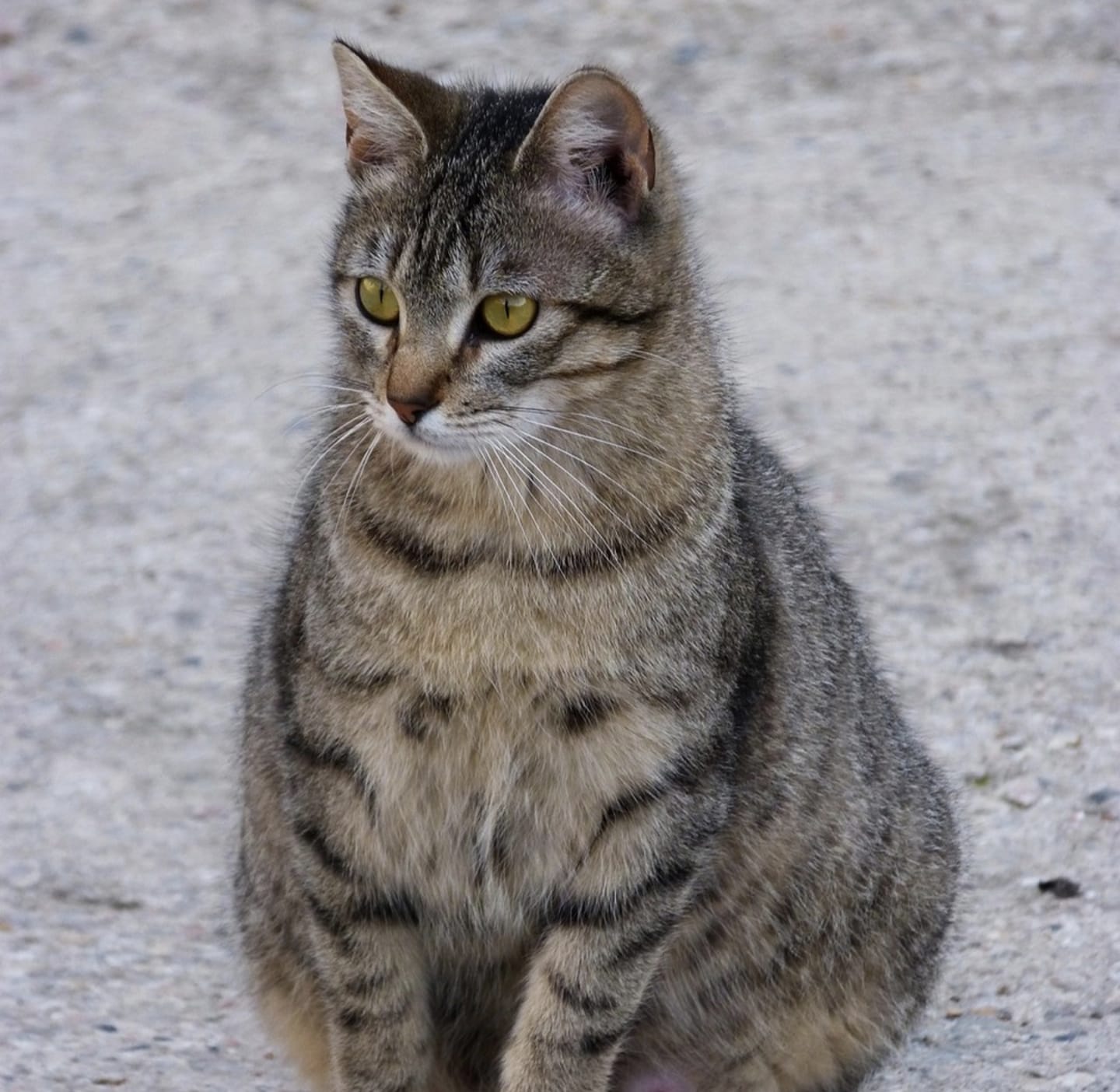 Kucing Hamil Umur Berapa