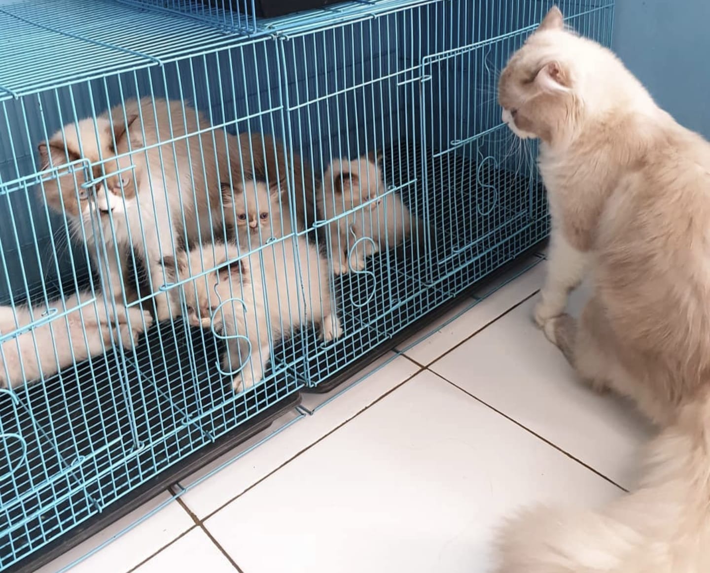 Kucing Hamil Umur Berapa