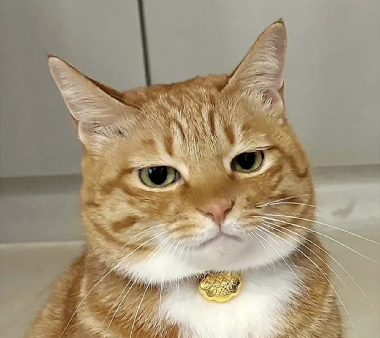 Tanda Kucing Mengeong Terus