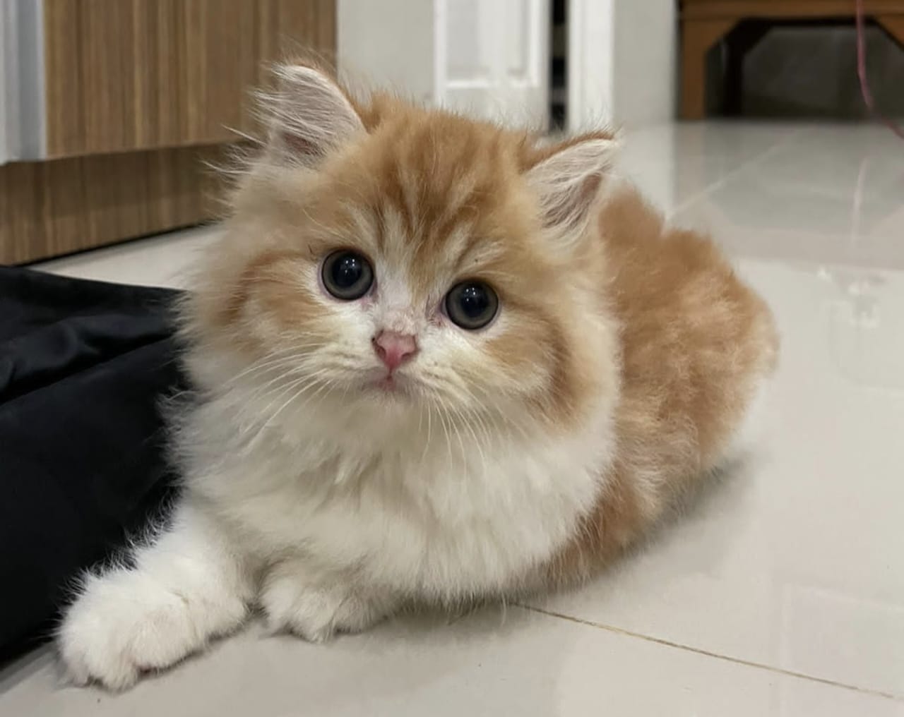 Tanda Kucing Mengeong Terus