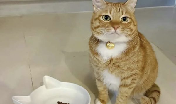 4 Tanda Kucing Mengeong Terus, Jangan Dibiarkan, Ini yang Harus Anda Lakukan