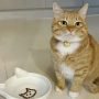 Tanda Kucing Mengeong Terus