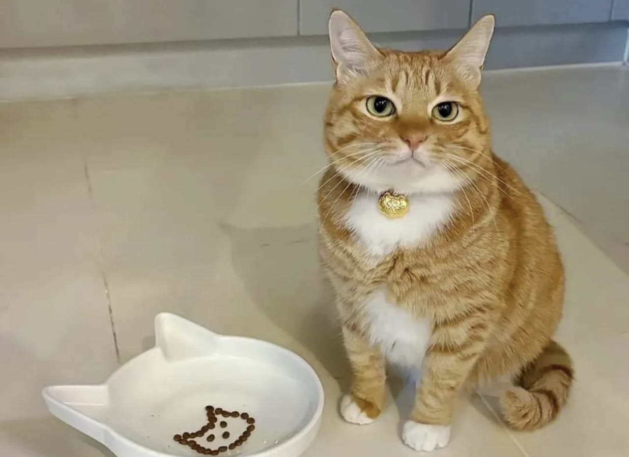 Tanda Kucing Mengeong Terus