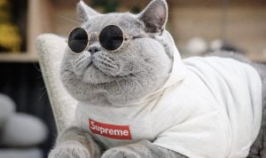 Mengenal Kucing Pertama di Dunia dan Sejarahnya