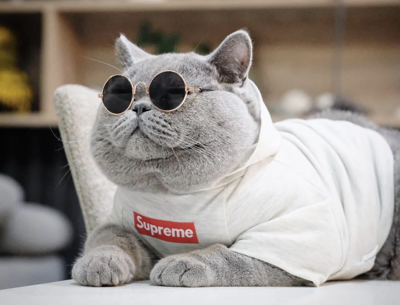 Mengenal Kucing Pertama di Dunia