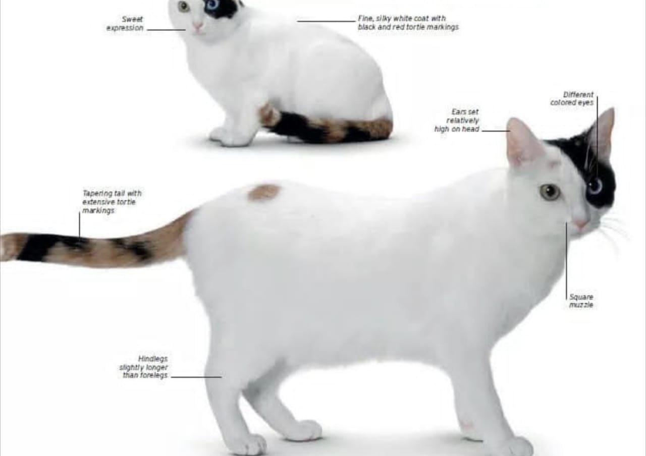 Mengenal Kucing Pertama di Dunia