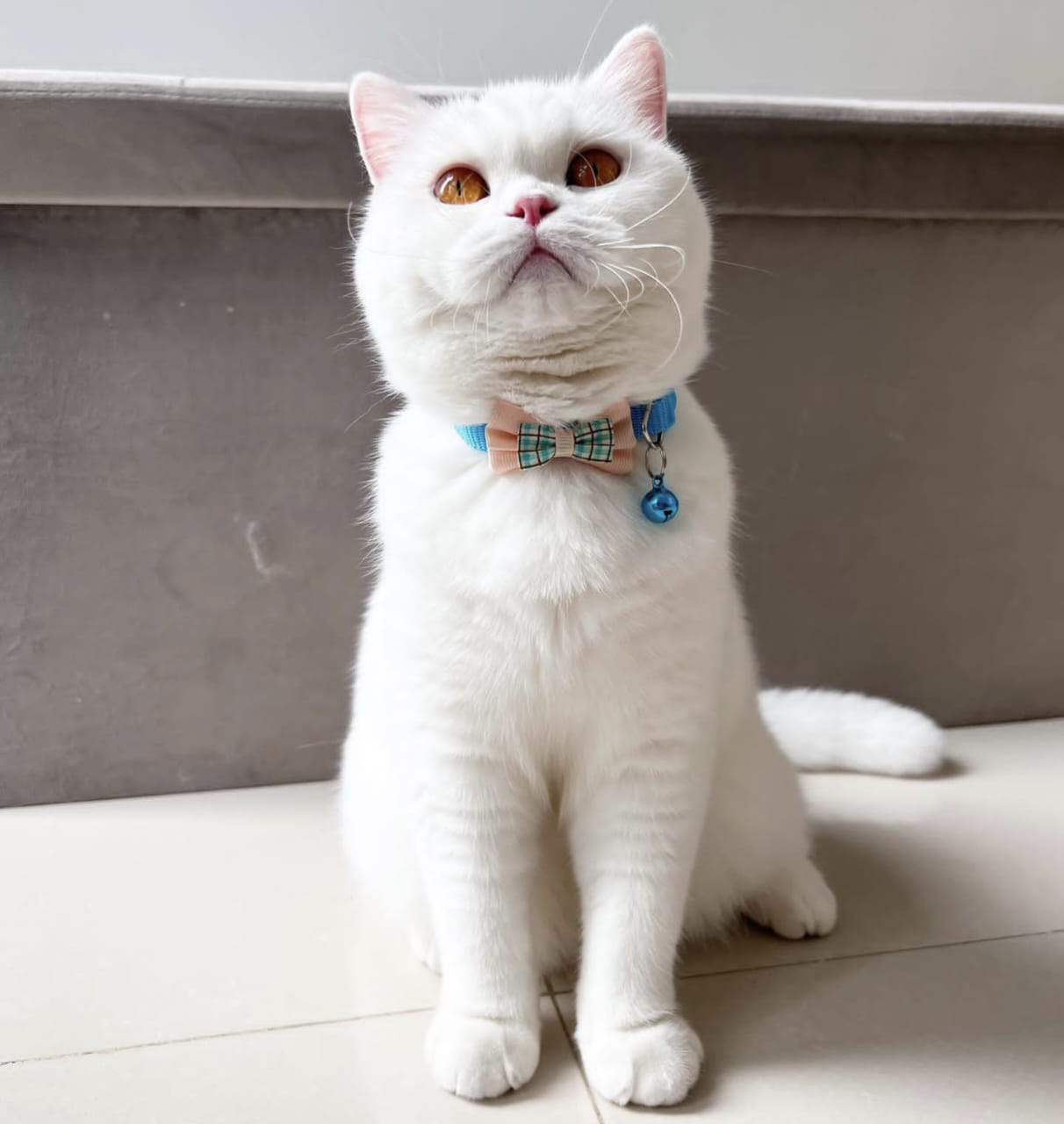 Mengenal Kucing Pertama di Dunia