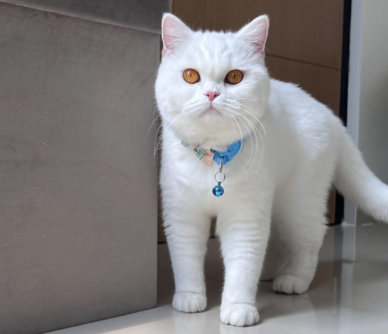 Mengenal Kucing Pertama di Dunia