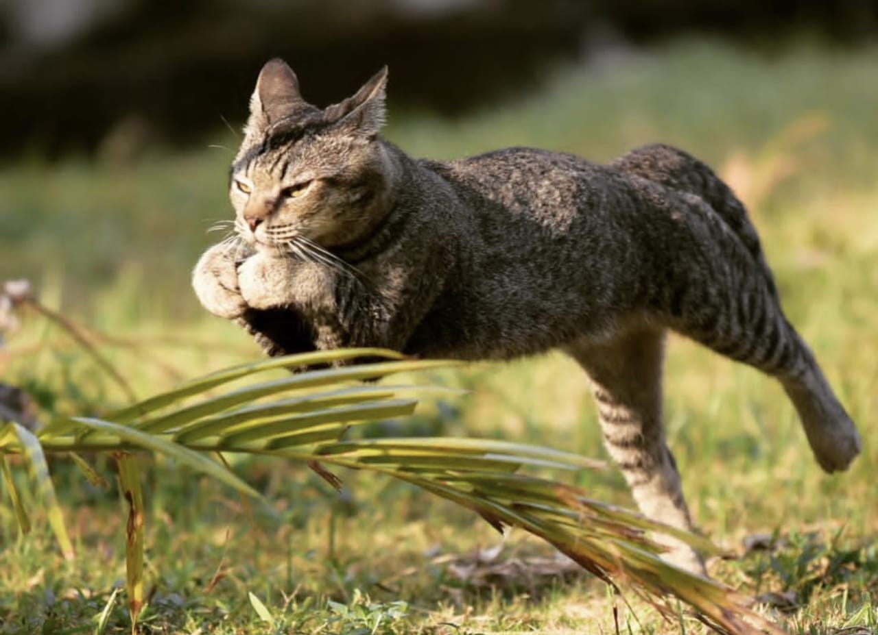 Mengenal Kucing Pertama di Dunia