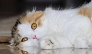 Ailurophobia adalah: Rahasia di balik ketakutan terhadap kucing