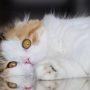 Ailurophobia adalah