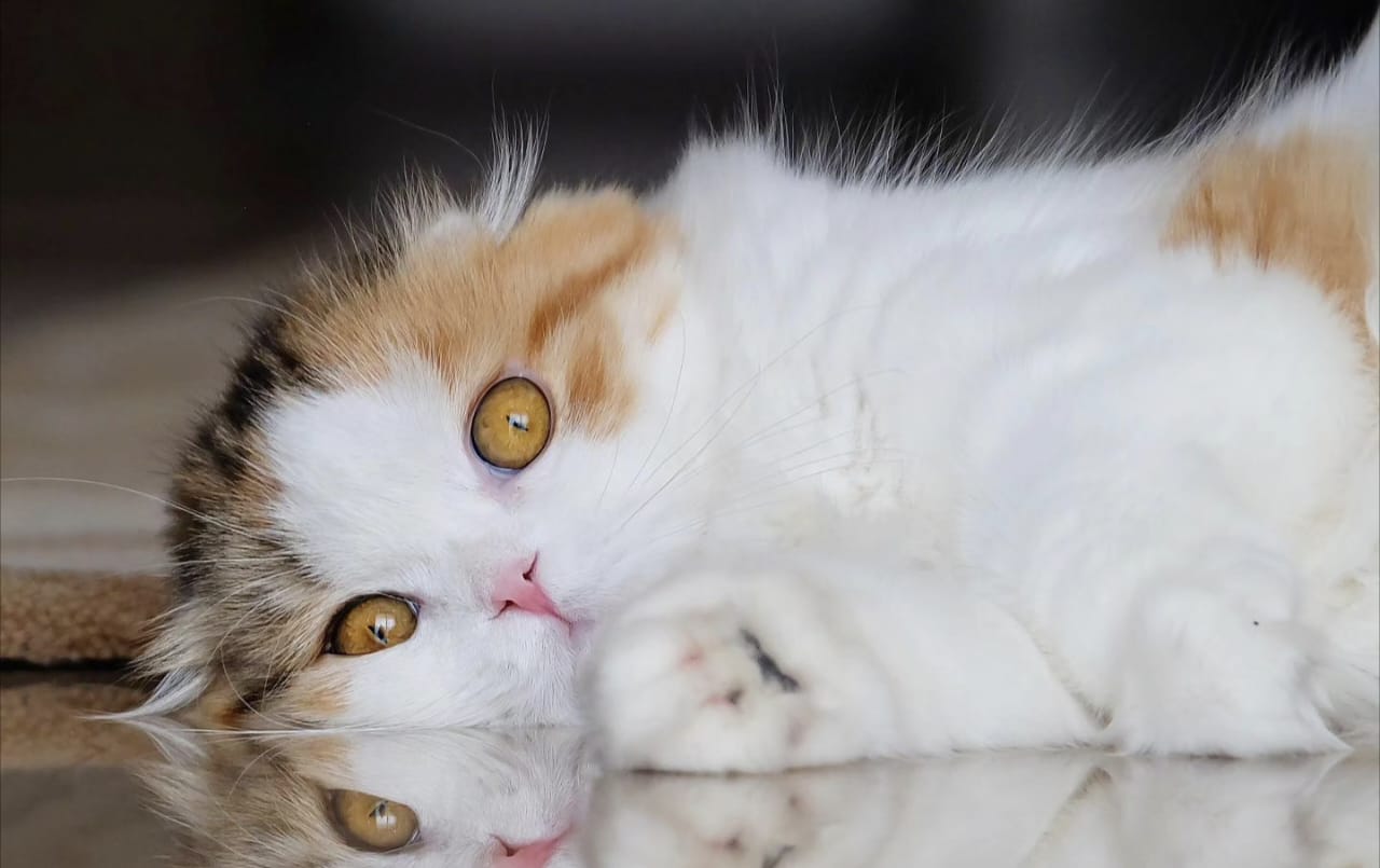 Ailurophobia adalah