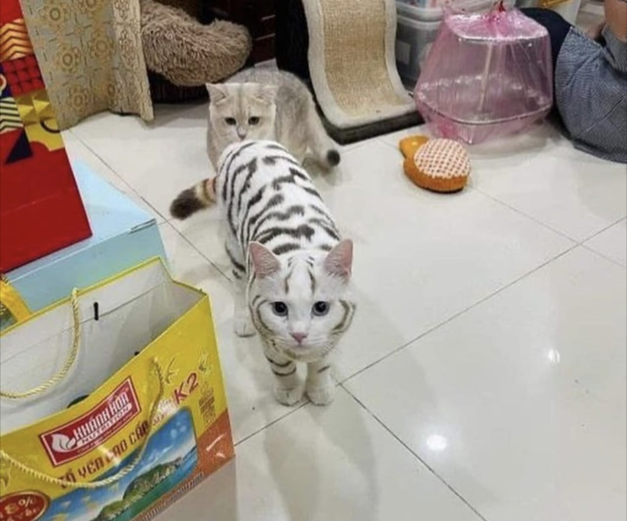 Ailurophobia adalah