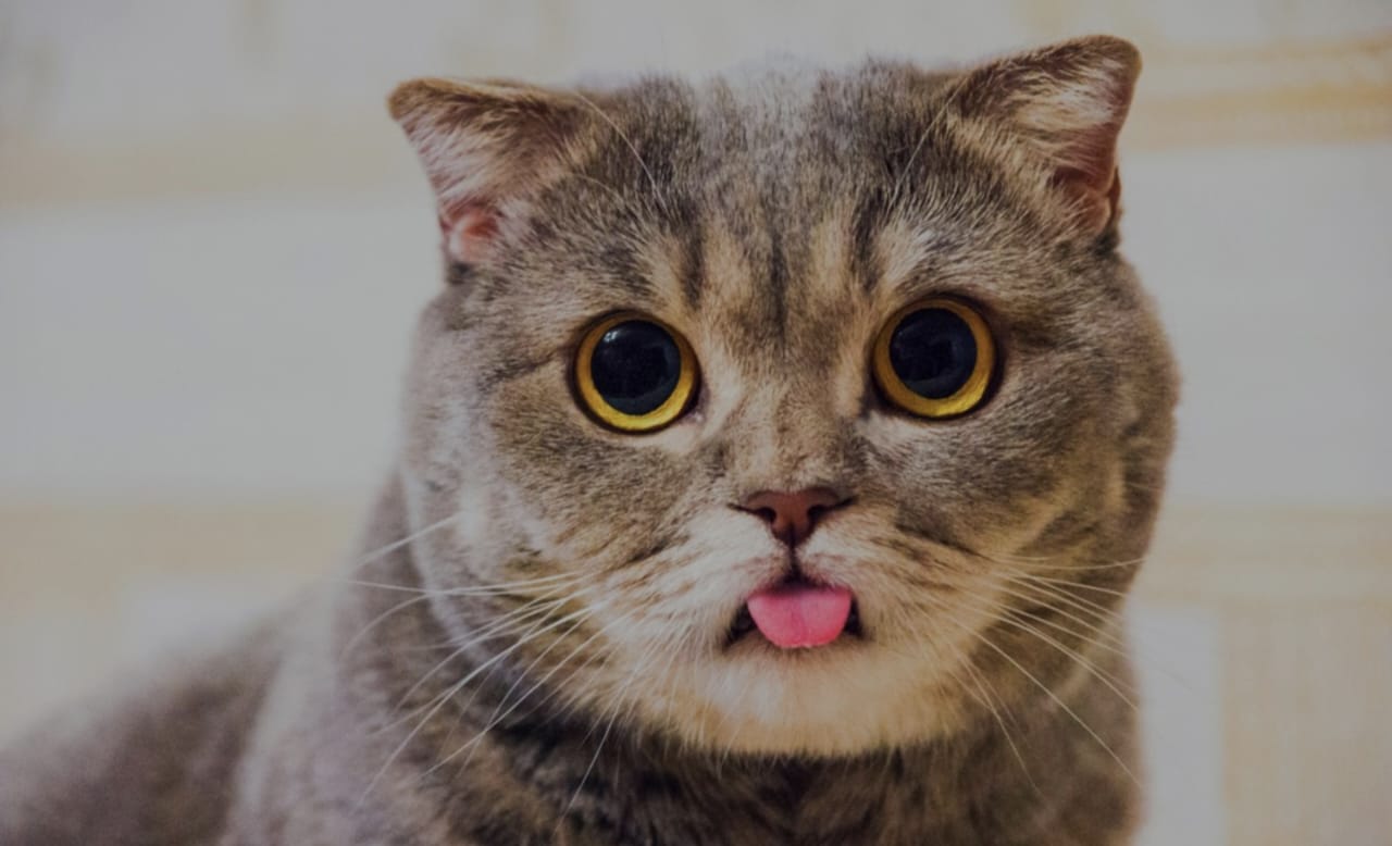 Ailurophobia adalah