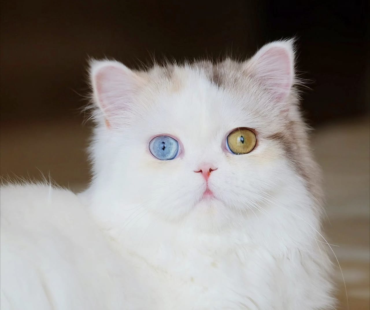 Ailurophobia adalah