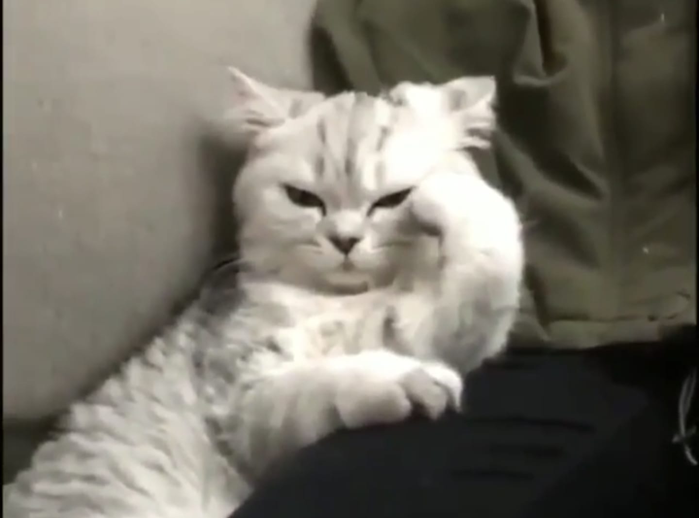 Kucing Ngambek