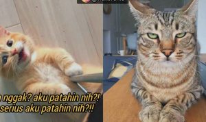 Kucing Ngambek, Bikin Gemas tapi Juga Harus Diwaspadai!