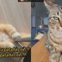 Kucing Ngambek