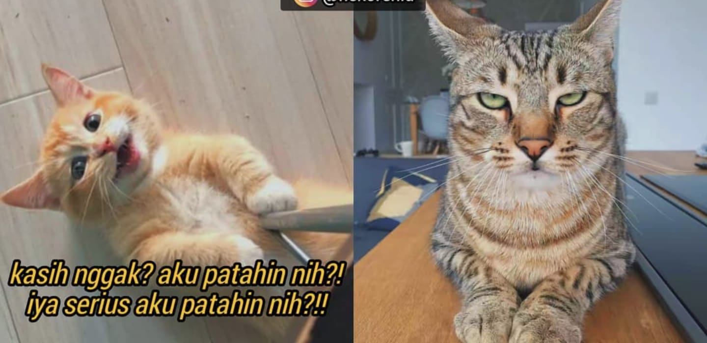 Kucing Ngambek