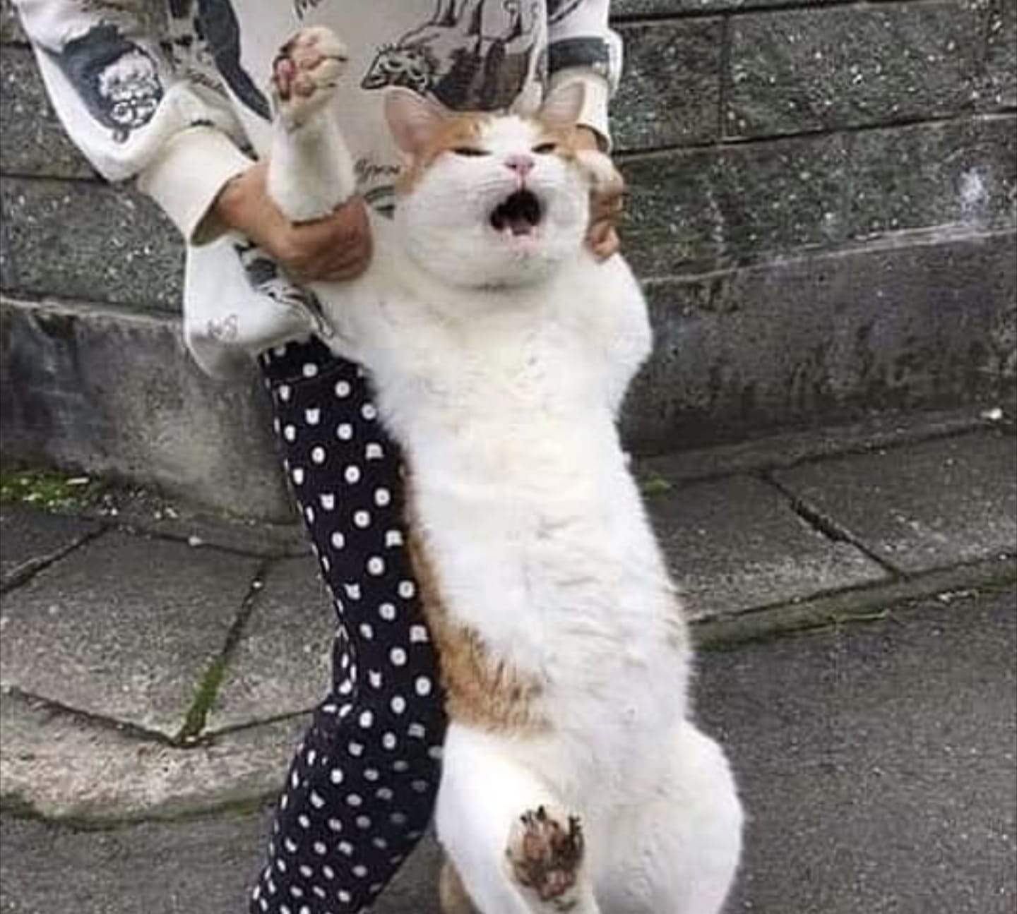 Kucing Ngambek