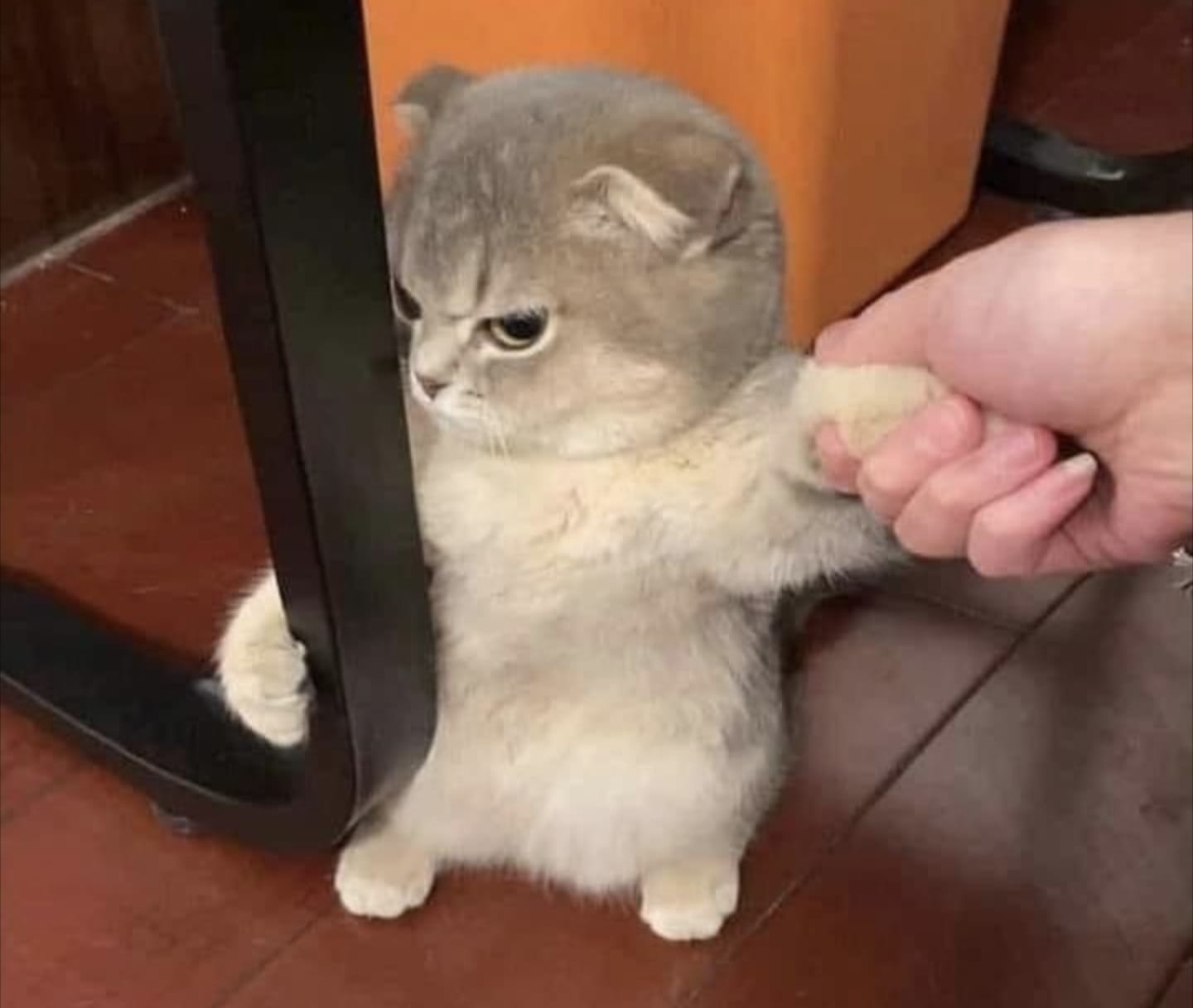 Kucing Ngambek