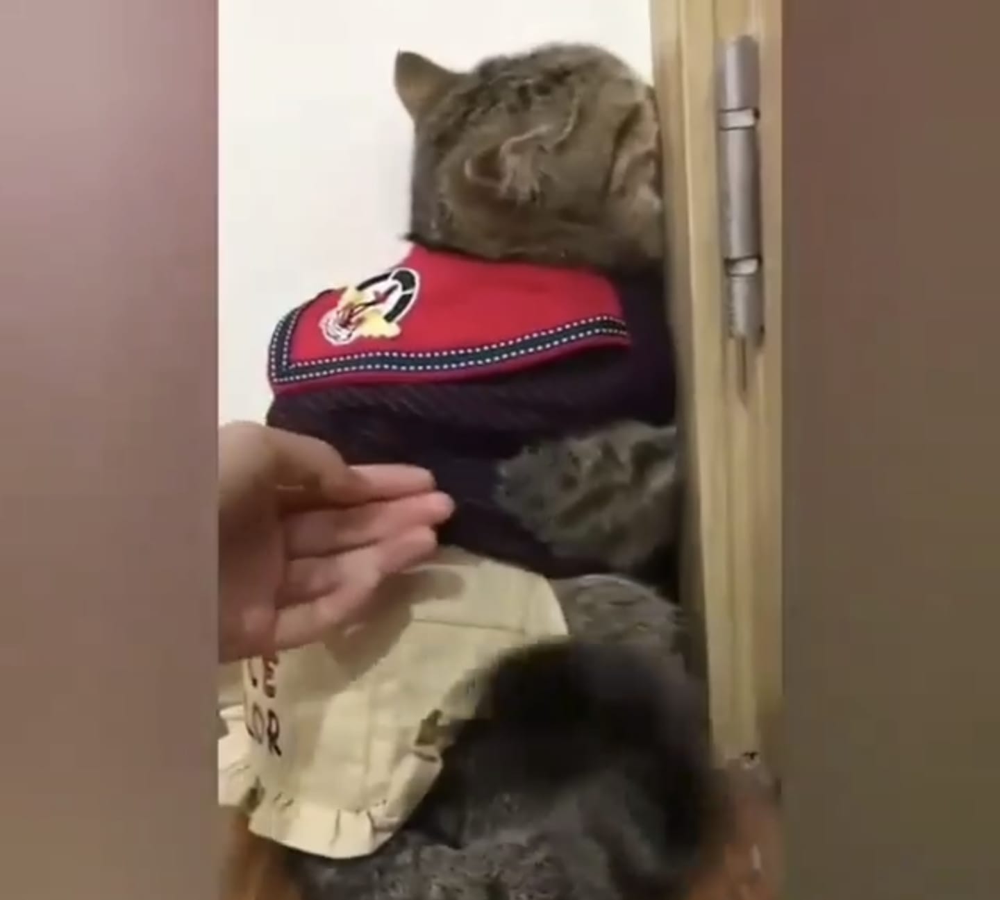 Kucing Ngambek