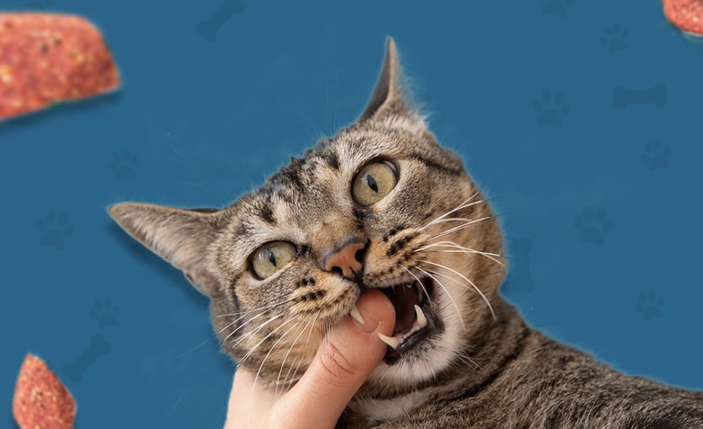 Kenapa Kucing Suka Menggigit