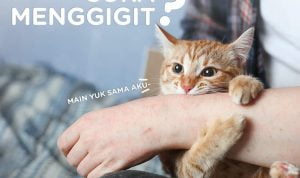 Kenapa Kucing Suka Menggigit? Ini Alasannya yang Mengejutkan!