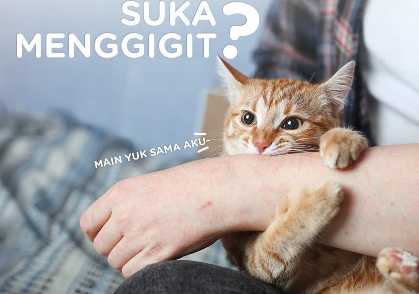Kenapa Kucing Suka Menggigit