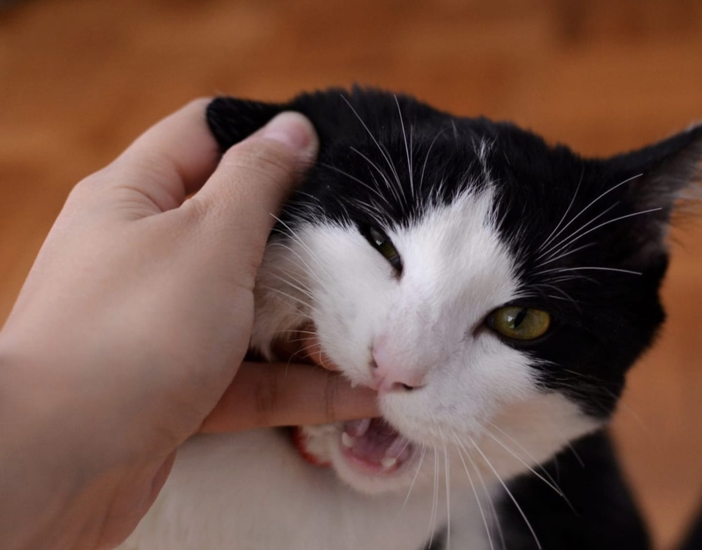 Kenapa Kucing Suka Menggigit