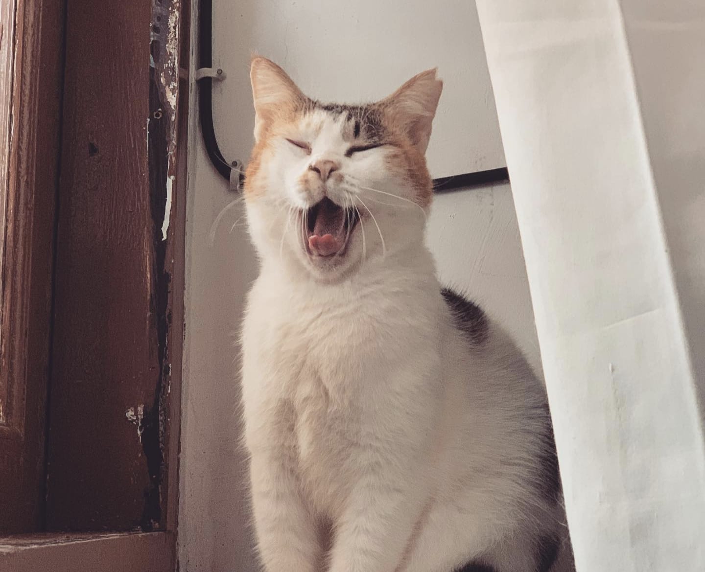 Kenapa Kucing Suka Menggigit