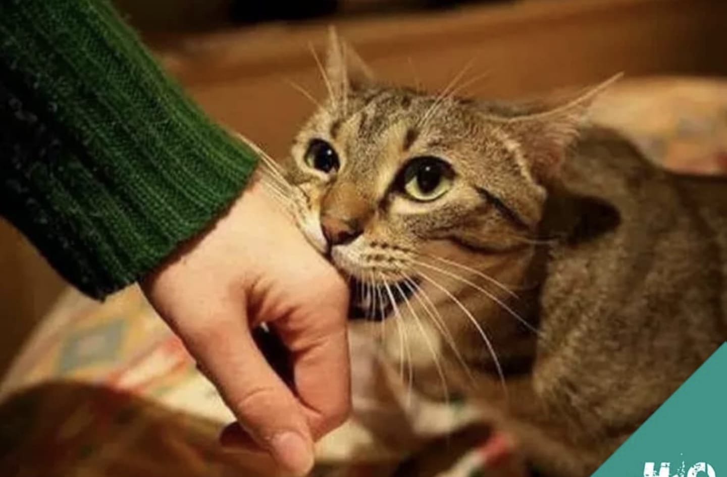 Kenapa Kucing Suka Menggigit