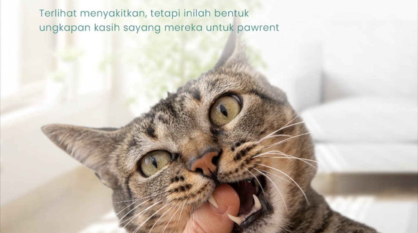 Kenapa Kucing Suka Menggigit