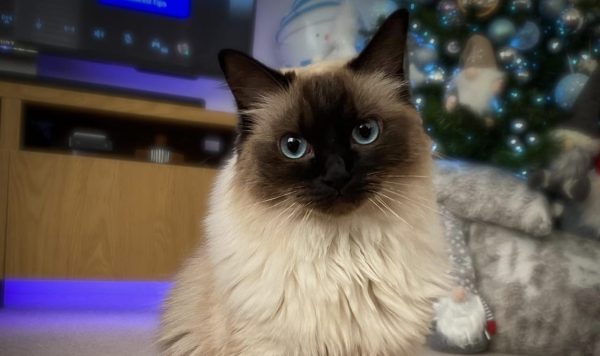 Ordo Kucing, Fakta Mengejutkan yang Belum Anda Ketahui