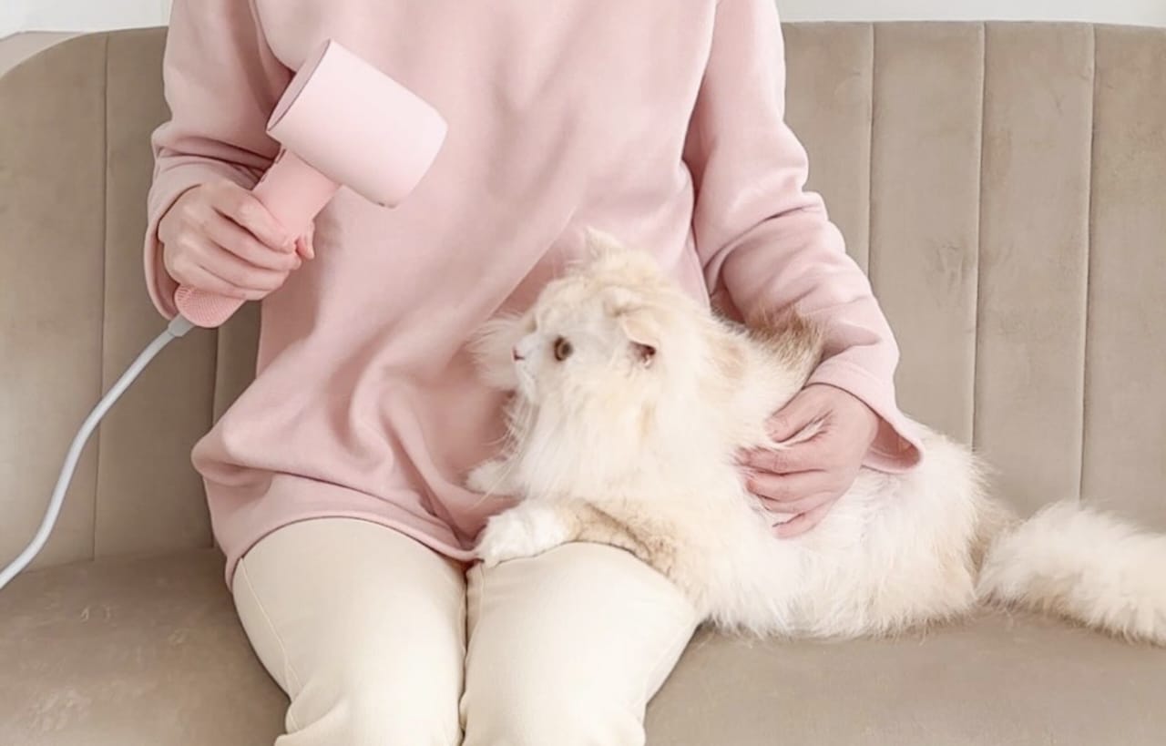 Apakah Kucing Masuk Surga