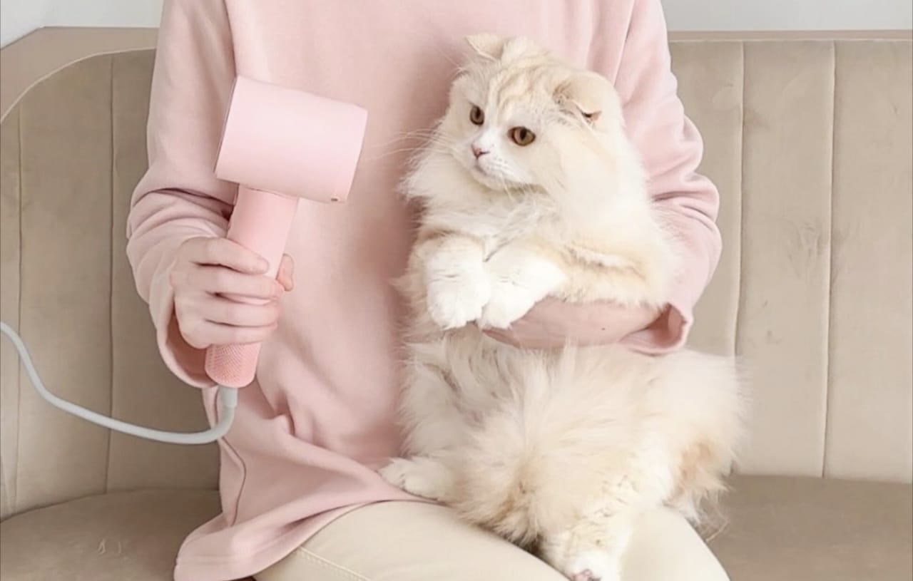 Apakah Kucing Masuk Surga