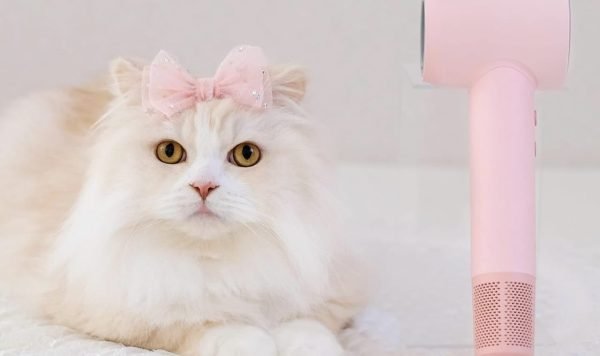 Apakah Kucing Masuk Surga? Jawabannya Membuat Anda Kaget