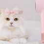 Apakah Kucing Masuk Surga