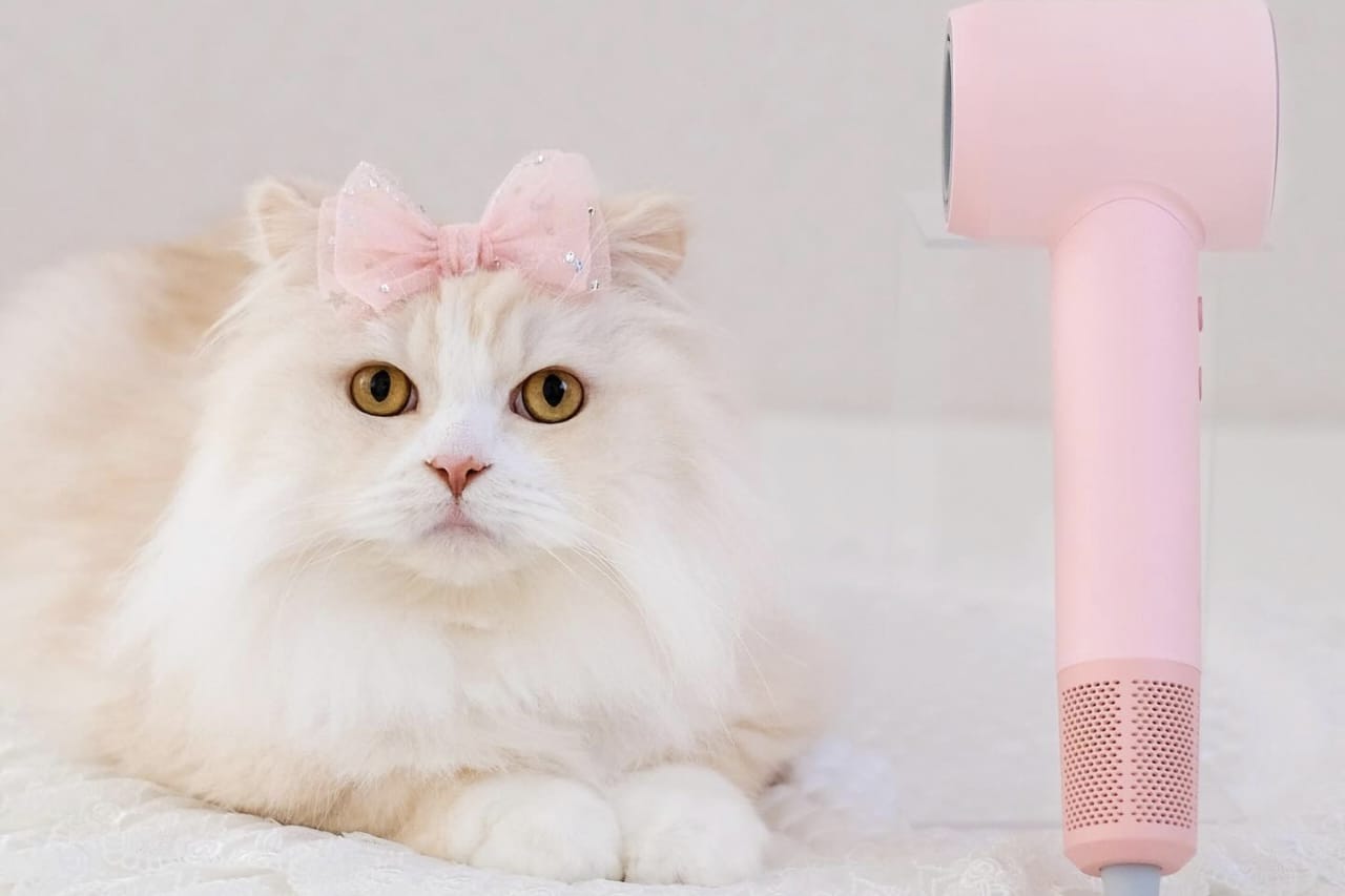 Apakah Kucing Masuk Surga