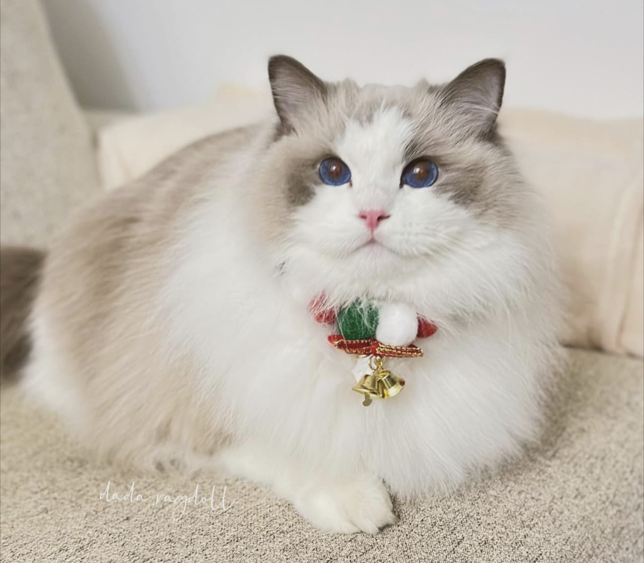 Apakah Kucing Masuk Surga