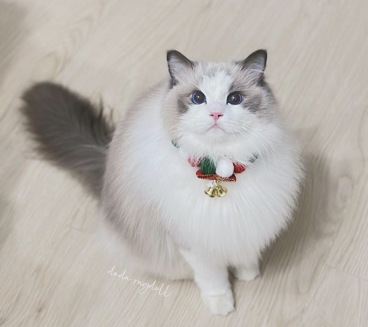 Apakah Kucing Masuk Surga