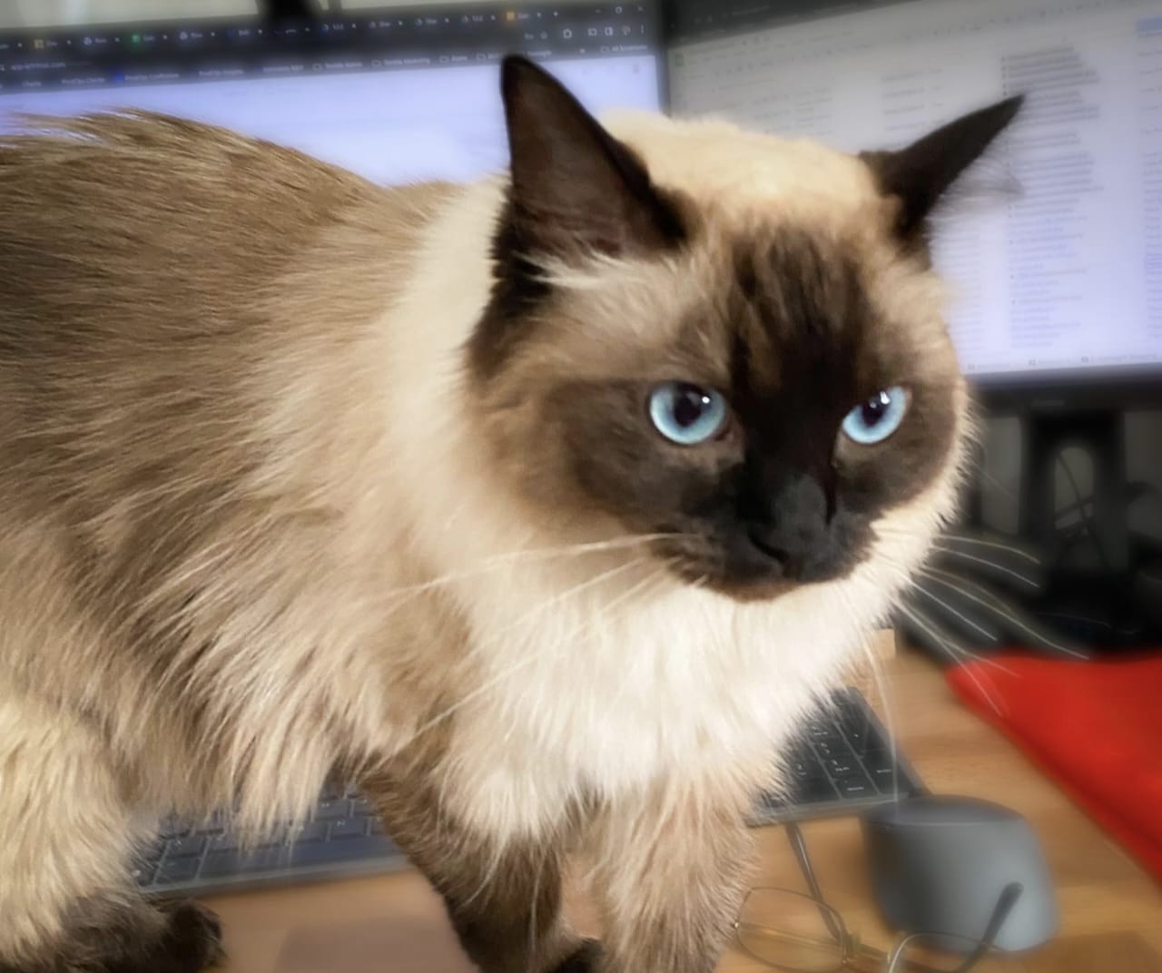 Apakah Kucing Masuk Surga